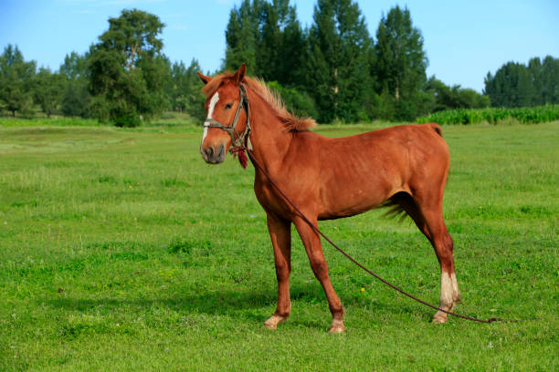 istock The horses in the grasslands 851967142