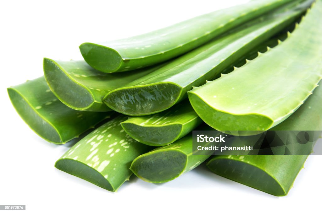 Closeup of aloe vera plant leaf isolated on white background Aloe Stock Photo