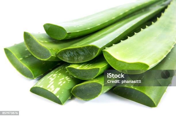 Closeup Of Aloe Vera Plant Leaf Isolated On White Background Stock Photo - Download Image Now