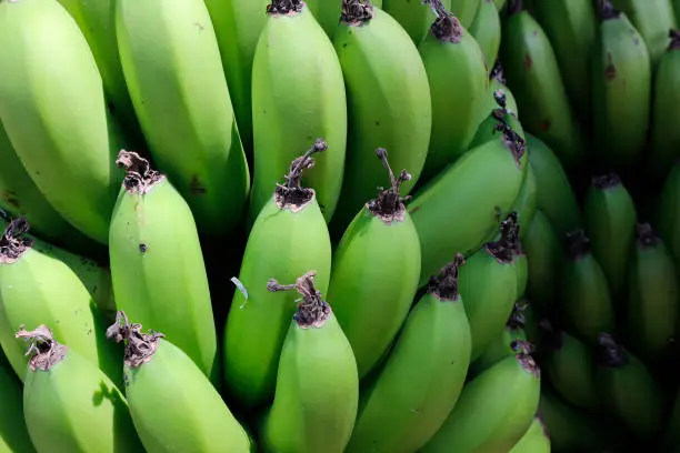 Photo of Banana selling in market