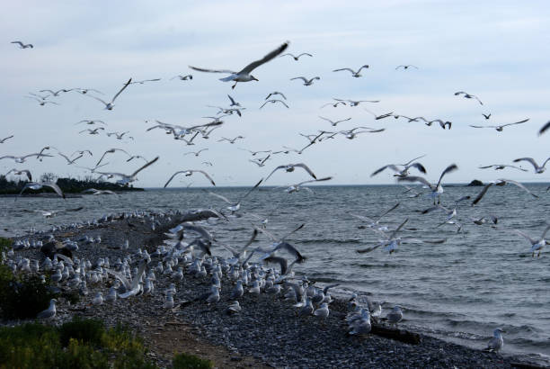 istock My First Adventure To Presqu'ile Provincial Park 851977296