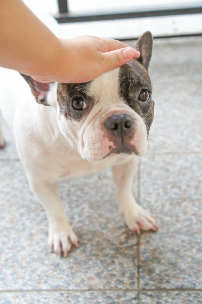 istock groping or fumbling a dog 851983136