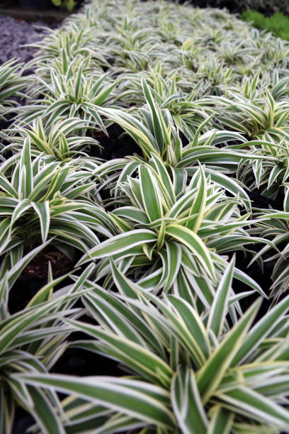 Chlorophytum comosum or Spider plant or Airplane plant or Spider ivy or Ribbon plant. stock photo