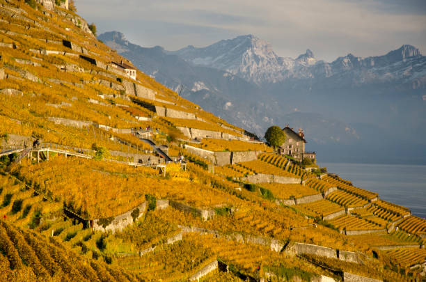 istock Autumn in the Lavaux 851986438