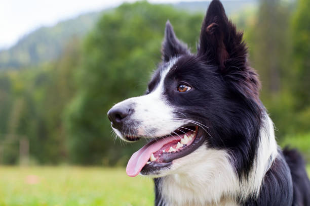 Border collie herding dog breed Portrait of border collie lying on the grass panting photos stock pictures, royalty-free photos & images