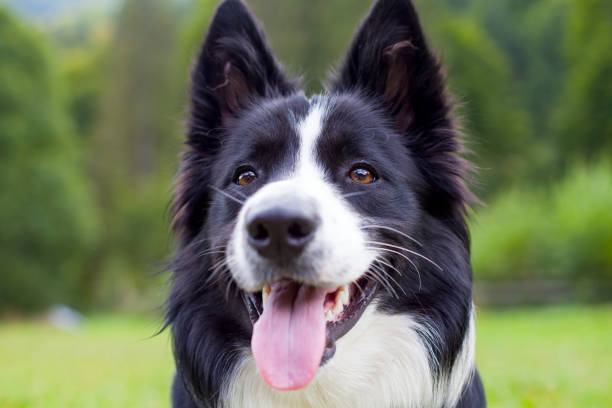 istock Border collie herding dog breed 851988622