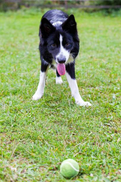 istock Border collie herding dog breed 851988696