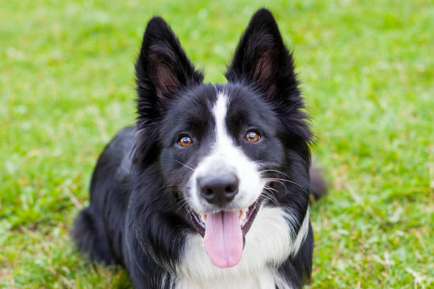 istock Border collie herding dog breed 851989292