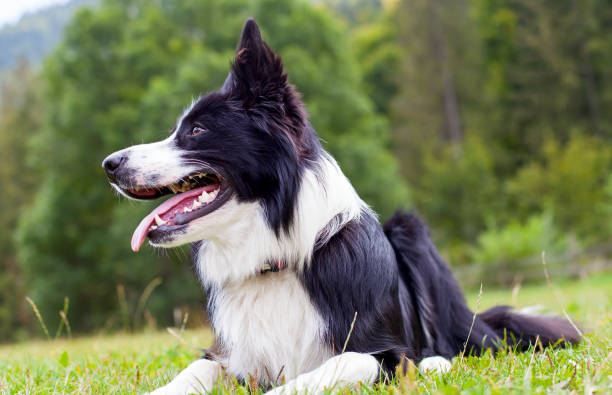 istock Border collie herding dog breed 851989486