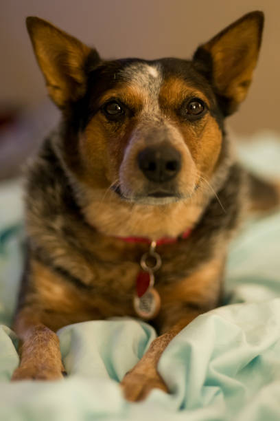 istock Blue Heeler portrait on the bed in amber light 851989868