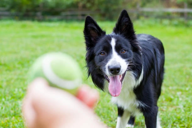 istock Border collie herding dog breed 851989892