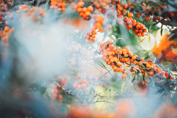 Sea buckthorn in ripe