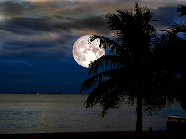 istock super moon silhouette coconut on beach in night sky 851991562