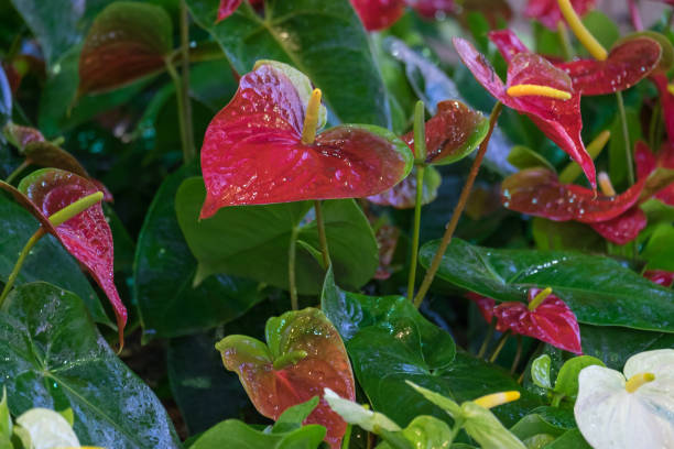 istock Red Anthurium in the garden 851991912