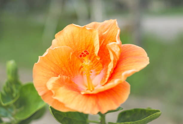 istock Orange hibiscus flowers blooming in Okinawa 851993188