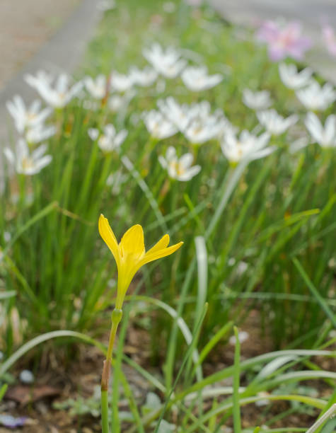 Yellow zephyranthes rosea flowers blooming in Okinawa Yellow zephyranthes rosea flowers blooming in Okinawa zephyranthes rosea stock pictures, royalty-free photos & images