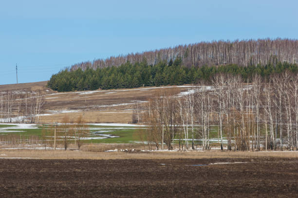 istock plowed field in the early spring, hill covered with forest, birch without leaves in early spring 851997536