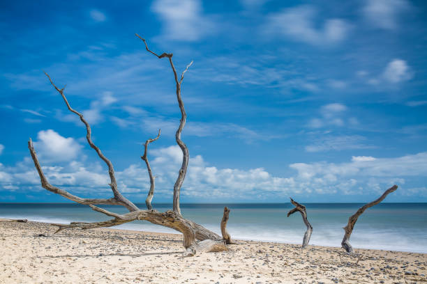 istock Dead trees on sandy beach on summers day, Suffolk,uk 851997576