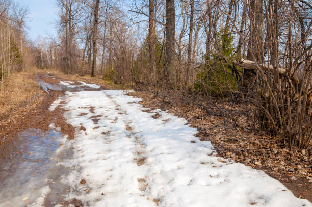 istock Country road in the forest in the early spring 851997744