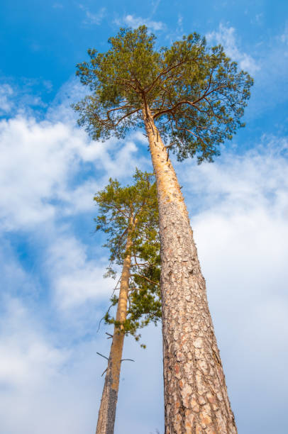istock pines in the forest seen from ground up 851997748