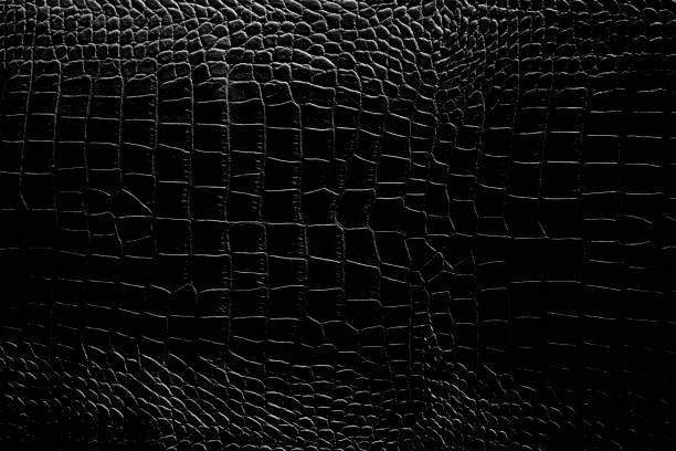 istock Black and white color texture pattern abstract background can be use as wall paper screen saver brochure cover page or for presentations background or article background also have copy space for text. 851998700