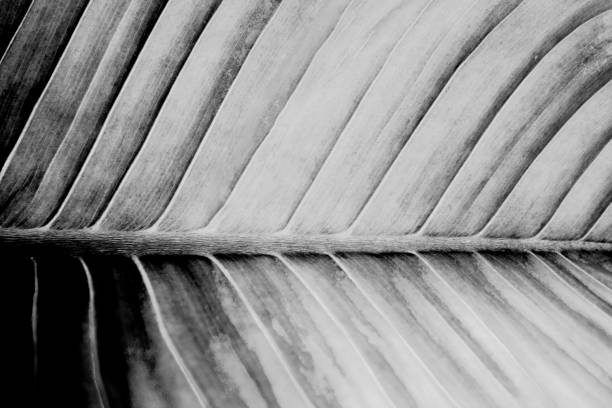 istock Black and white color texture pattern abstract background can be use as wall paper screen saver brochure cover page or for presentations background or article background also have copy space for text. 851999558