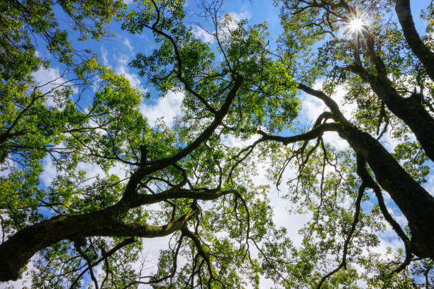 istock Spring landscape - green branches of spring forest trees extend to the blue sky in spring sunny day 852003006