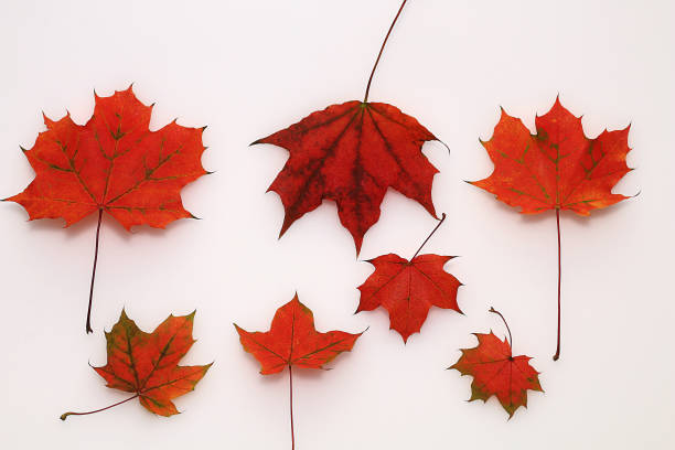 istock Beautiful maple autumn colorful leaves on a white background 852004940