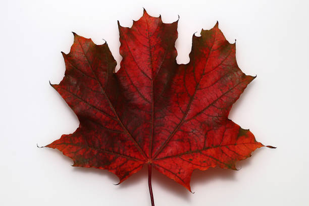 istock Beautiful autumn red maple leaf on a white background 852004944