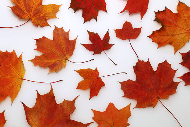 istock Beautiful maple autumn colorful leaves on a white background 852004990