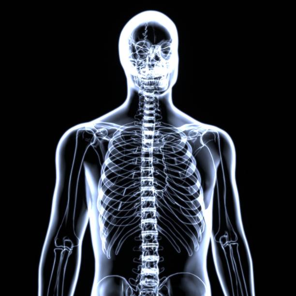 istock 3d illustration of human body spinal bone anatomy 852005064