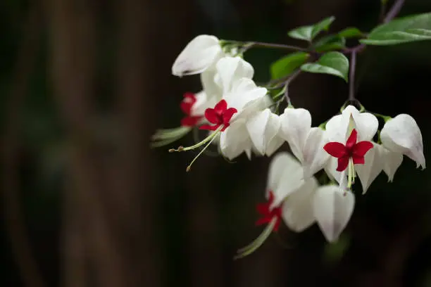 The white and red Bleeding Heart vine, Clerodendron thomsoniae Flower