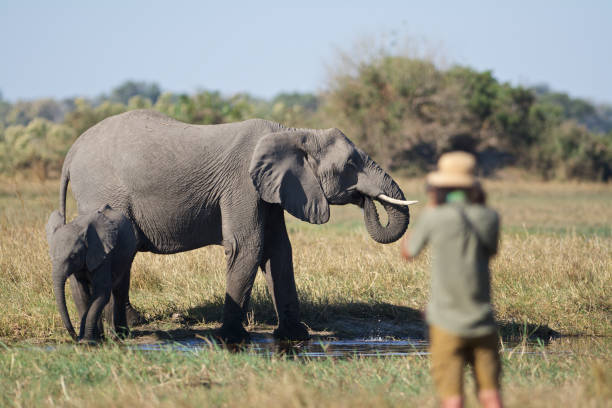 wildlife photographer photographs elephants