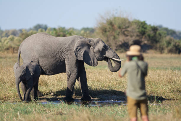 wildlife photographer photographs elephants stock photo