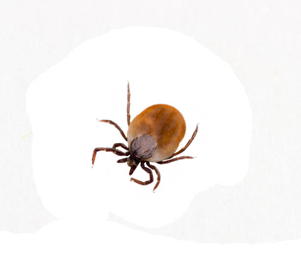 istock insect tick isolated on white background, top view 852007504