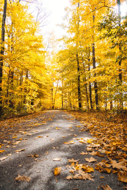 istock Autumnal road in new hampshire 852009028