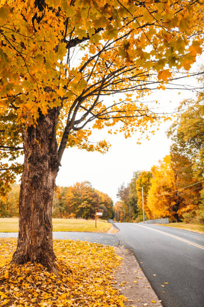 istock Autumnal road in new hampshire 852009112