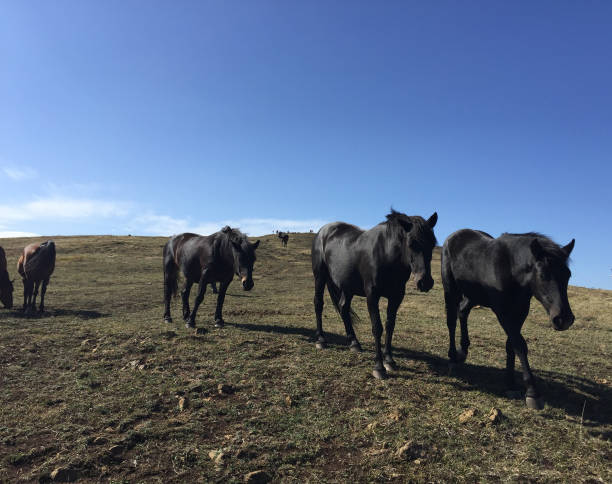 istock Wild horses in the mountain 852010390