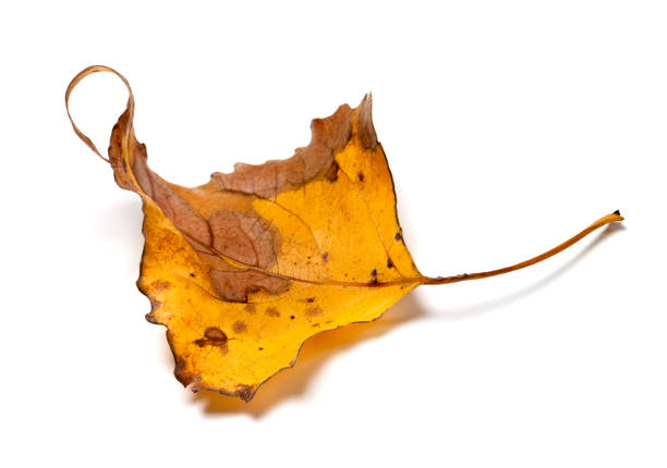 Autumn yellow dry leaf of poplar isolated on white background