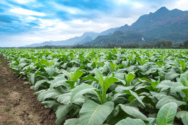 istock Tobacco field plantation under blue sky 852012296