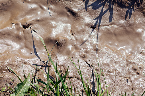 mud in nature, note shallow depth of field