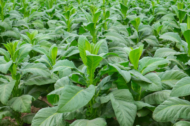 istock Tobacco field plantation under blue sky 852013654