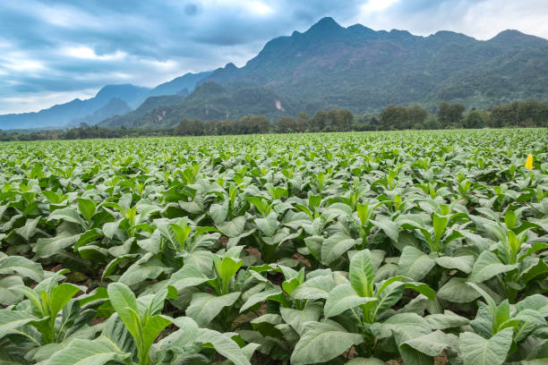 istock Tobacco field plantation under blue sky 852014066