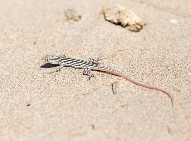 istock Lizard in desert of Central Asia, Kazakhstan 852016084
