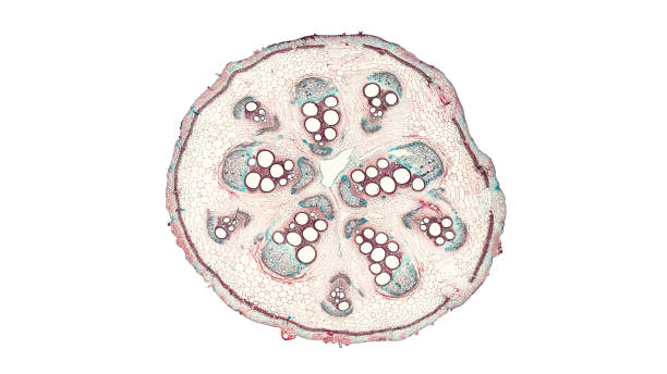 istock cross section cut of a pumpkin stem under the microscope 852018324