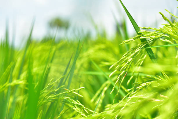 Aerial view of rotating picture of rice field