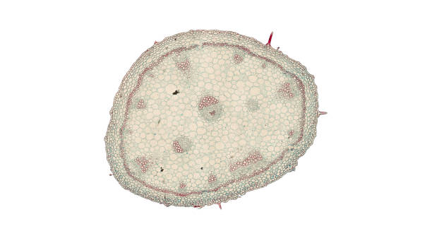 istock cross section cut of gerania under the microscope 852020704