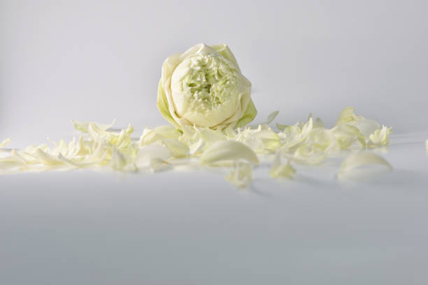istock white lotus petals isolated on white background 852021012