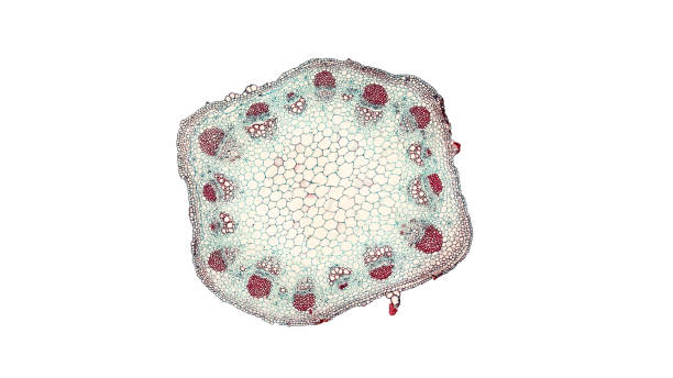 istock cross section cut of sunflower stem under the microscope 852021136