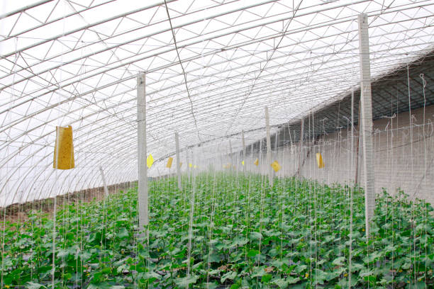 istock vegetable greenhouse internal landscape in winter 852021524